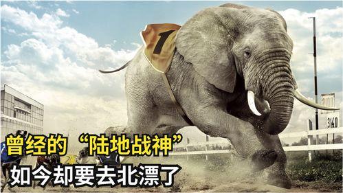 肥猪爆料虎子视频大全集,揭秘视频大全集背后的精彩故事  第2张